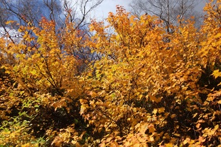 IMG_0602.JPG